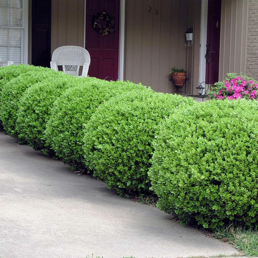 Baby Gem™ Boxwood Shrub 4 Baby Gem™ Boxwood Shrub - Image 4