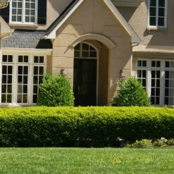 Baby Gem™ Boxwood Shrub 8 Baby Gem™ Boxwood Shrub -Fast Growing Trees Shop Baby Gem 4