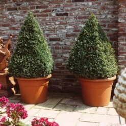 Baby Gem™ Boxwood Shrub 10 Baby Gem™ Boxwood Shrub -Fast Growing Trees Shop Baby Gem 6