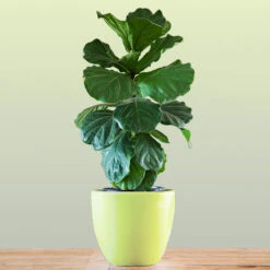 Bambino Fiddle Leaf Fig -Fast Growing Trees Shop Bambino FIddleLeafFIg 1 FGT