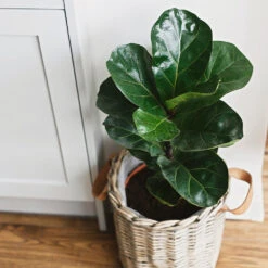 Bambino Fiddle Leaf Fig -Fast Growing Trees Shop Bambino FIddleLeafFIg 5 FGT