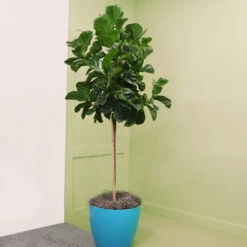 Bambino Fiddle Leaf Fig -Fast Growing Trees Shop Bambino FIddleLeafFIg 6