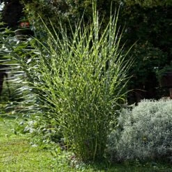 Miscanthus Bandwidth (Chinese Silver Grass) 7 Miscanthus Bandwidth (Chinese Silver Grass) -Fast Growing Trees Shop Bandwidth Maiden Grass 1