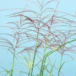 Miscanthus Bandwidth (Chinese Silver Grass) 8 Miscanthus Bandwidth (Chinese Silver Grass) -Fast Growing Trees Shop Bandwidth Maiden Grass 2
