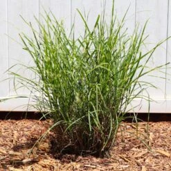 Miscanthus Bandwidth (Chinese Silver Grass) 9 Miscanthus Bandwidth (Chinese Silver Grass) -Fast Growing Trees Shop Bandwidth Maiden Grass 4