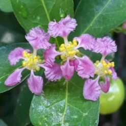 Barbados 'Acerola' Cherry -Fast Growing Trees Shop Barbadoes Cherry 1