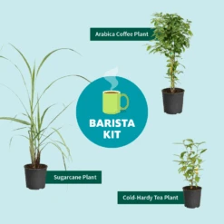 Sugar Cane -Fast Growing Trees Shop Barista Kit Graphic f298d41d 128a 4dc2 a461 78b7808929c2