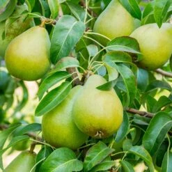 3-in-1 Pear Surprise Tree 7 3-in-1 Pear Surprise Tree -Fast Growing Trees Shop Bartlett Pear 3 BB cffe79ad 8c4e 4fb5 b06a af3499a19721