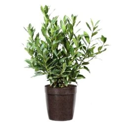 Bay Laurel 14 Bay Laurel -Fast Growing Trees Shop Bay Laurel 3G Delilah Brown pot