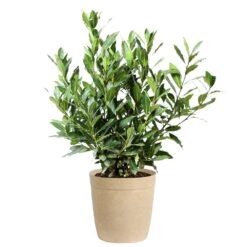 Bay Laurel 15 Bay Laurel -Fast Growing Trees Shop Bay Laurel 3G Delilah Tan pot