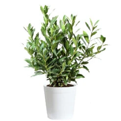Bay Laurel 17 Bay Laurel -Fast Growing Trees Shop Bay Laurel 3G Delilah White pot