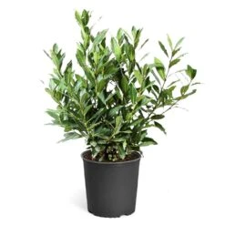 Bay Laurel 16 Bay Laurel -Fast Growing Trees Shop Bay Laurel 3G standard pot