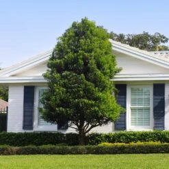 Bay Laurel - USDA Organic -Fast Growing Trees Shop Bay Laurel Shrub FGT 4