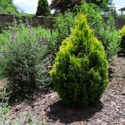 Berckman's Gold Arborvitae 8 Berckman's Gold Arborvitae -Fast Growing Trees Shop Berckmans Arborvitae 1 FGT