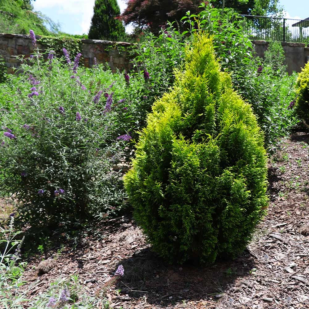 Berckman's Gold Arborvitae 4 Berckman's Gold Arborvitae - Image 4