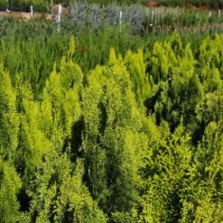 Berckman's Gold Arborvitae 7 Berckman's Gold Arborvitae -Fast Growing Trees Shop Berckmans Arborvitae 9