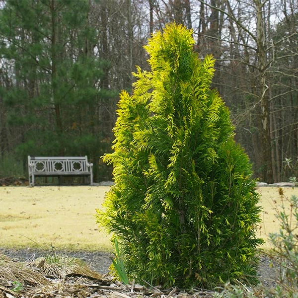 Berckman's Gold Arborvitae 1 Berckman's Gold Arborvitae