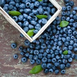 Biloxi Blueberry Bush 5 Biloxi Blueberry Bush -Fast Growing Trees Shop Biloxi Blueberry 1