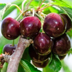 Cherry Pollinator Pack 6 Cherry Pollinator Pack -Fast Growing Trees Shop Bing Cherry Tree 2 BB