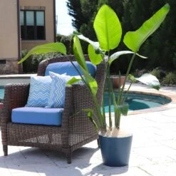 Bird Of Paradise - Orange -Fast Growing Trees Shop Bird of Paradise 5 FGT