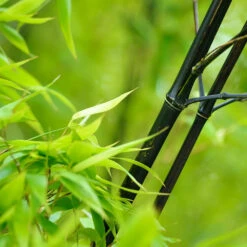Black Bamboo -Fast Growing Trees Shop Black Bamboo 1 FGT