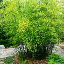 Black Bamboo -Fast Growing Trees Shop Black Bamboo 3 FGT