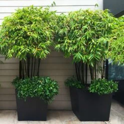 Black Bamboo -Fast Growing Trees Shop Black Bamboo 7