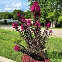 Black Diamond® Crape Myrtle - Mystic Magenta™ -Fast Growing Trees Shop Black Diamon Magestic magenta Crape Myrtle31