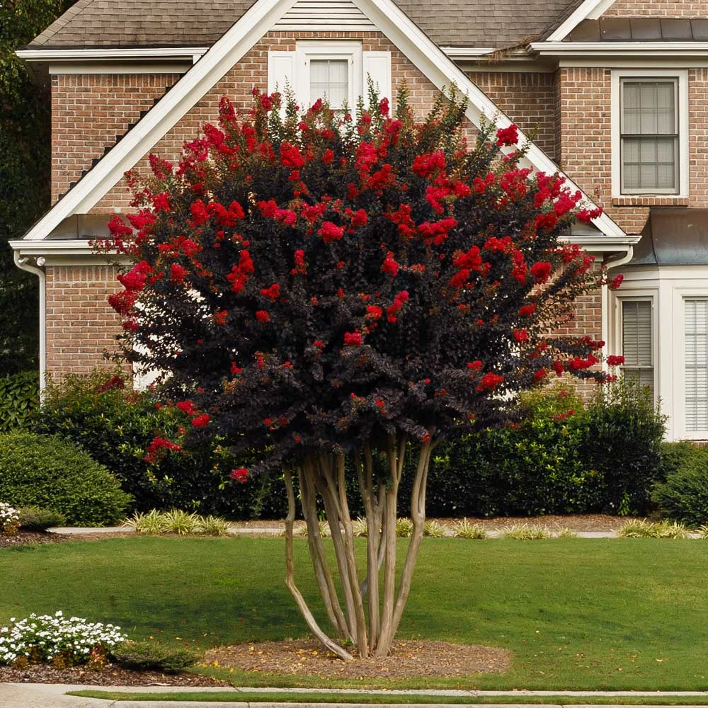Black Diamond® Crape Myrtle - Best Red™ 2 Black Diamond® Crape Myrtle - Best Red™ - Image 2