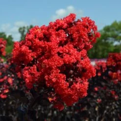 Black Diamond® Crape Myrtle - Best Red™ 7 Black Diamond® Crape Myrtle - Best Red™ -Fast Growing Trees Shop Black Diamond Crape Myrtle 3 FGT