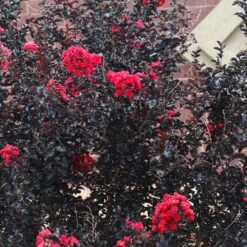 Black Diamond® Crape Myrtle - Best Red™ 9 Black Diamond® Crape Myrtle - Best Red™ -Fast Growing Trees Shop Black Diamond Crape Myrtle 6 FGT
