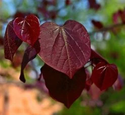 Black Pearl™ Redbud Tree -Fast Growing Trees Shop Black Pearl Redbud Tree 450 D1