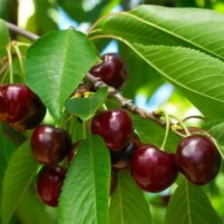 Black Tartarian Cherry Tree 7 Black Tartarian Cherry Tree -Fast Growing Trees Shop Black Tartarian Cherry Tree 1 FGT 42729440 4931 4bb9 a461 2b2fc066de10