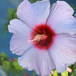 Summer Spice® Hardy Hibiscus Bleu Brulee™ -Fast Growing Trees Shop Bleu Brulee Hibiscus 1