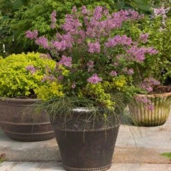 Bloomerang® Lilac Shrub 12 Bloomerang® Lilac Shrub -Fast Growing Trees Shop Bloomerang Lilac Shrub 1