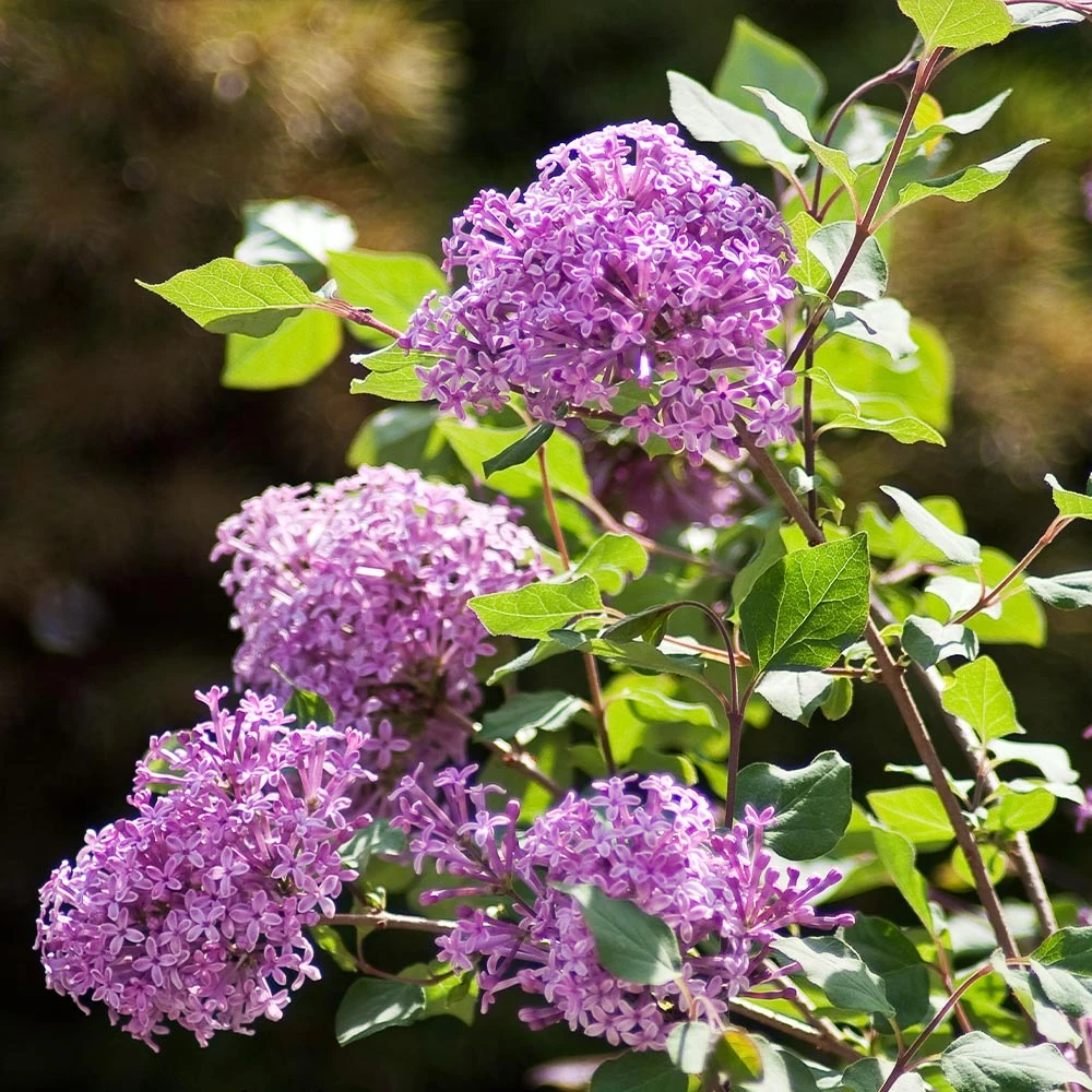 Bloomerang® Lilac Shrub 3 Bloomerang® Lilac Shrub - Image 3