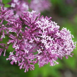 Bloomerang® Lilac Shrub 11 Bloomerang® Lilac Shrub -Fast Growing Trees Shop Bloomerang Lilac Shrub 5 FGT