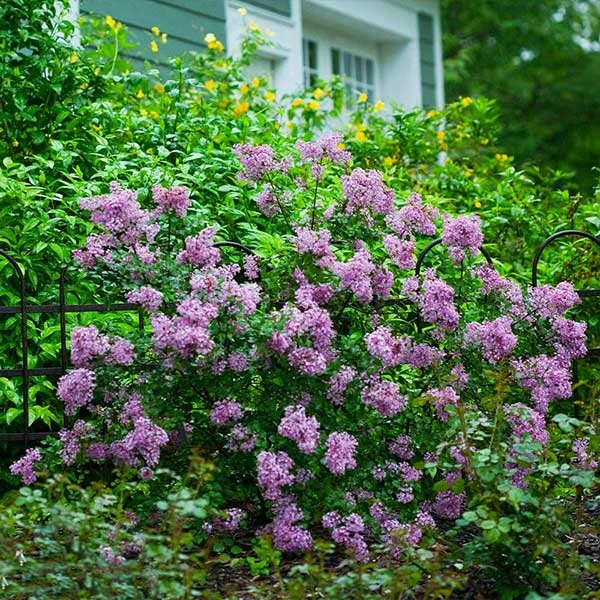 Bloomerang® Lilac Shrub 1 Bloomerang® Lilac Shrub