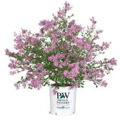 Bloomerang® Lilac Shrub 14 Bloomerang® Lilac Shrub -Fast Growing Trees Shop Bloomerang Lilac Shrub 8 5G