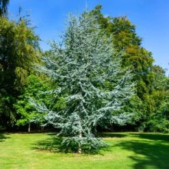 Blue Atlas Cedar Tree -Fast Growing Trees Shop Blue Atlas Cedar 2