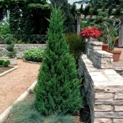 Blue Point Juniper -Fast Growing Trees Shop Blue Point Juniper 2