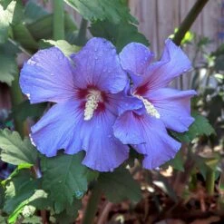 Azurri Blue Satin® Rose Of Sharon Althea Tree -Fast Growing Trees Shop Blue Satin Rose Of Sharon Tree 2