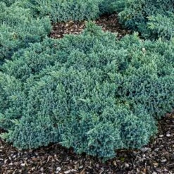 Blue Star Juniper Shrub -Fast Growing Trees Shop Blue Star Juniper 4