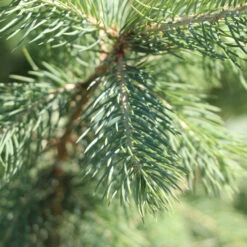 Blue Wonder Spruce Tree 7 Blue Wonder Spruce Tree -Fast Growing Trees Shop Blue Wonder Spruce 3 FGT