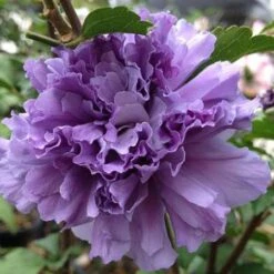 Blueberry Smoothie™ Rose Of Sharon Althea Tree -Fast Growing Trees Shop Blueberry Smoothie Althea 1
