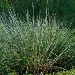 Blues Little Bluestem Grass -Fast Growing Trees Shop Bluestem Grass The Blues 4