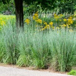 Blues Little Bluestem Grass -Fast Growing Trees Shop Bluestem Grass The Blues 5 FGT
