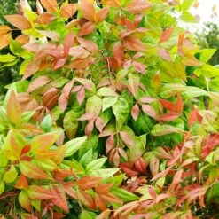 Blush Pink™ Nandina Shrub -Fast Growing Trees Shop Blush Pink Nandina FGT 6
