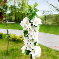Blushing Delight™ Columnar Apple Tree -Fast Growing Trees Shop Blushing Delight Columnar Apple 3