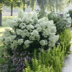 Bobo® Hydrangea Shrub -Fast Growing Trees Shop Bobo Hyrangea 2 FGT